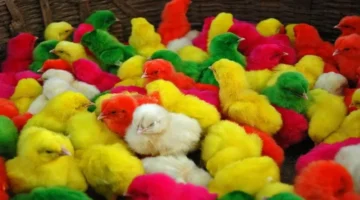 تحديث السبت.. أسعار الكتاكيت في بورصة الدواجن اليوم